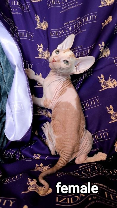 Донски Сфинкс чистокръвно момиченце
