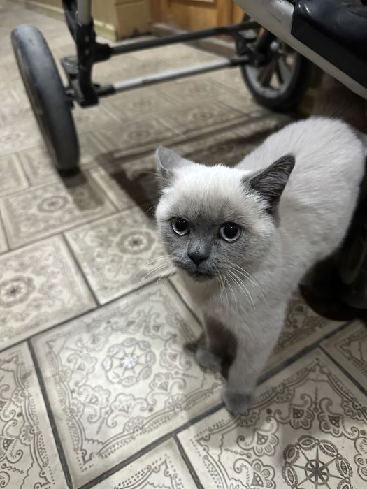 Кошка сямская 3 месячная