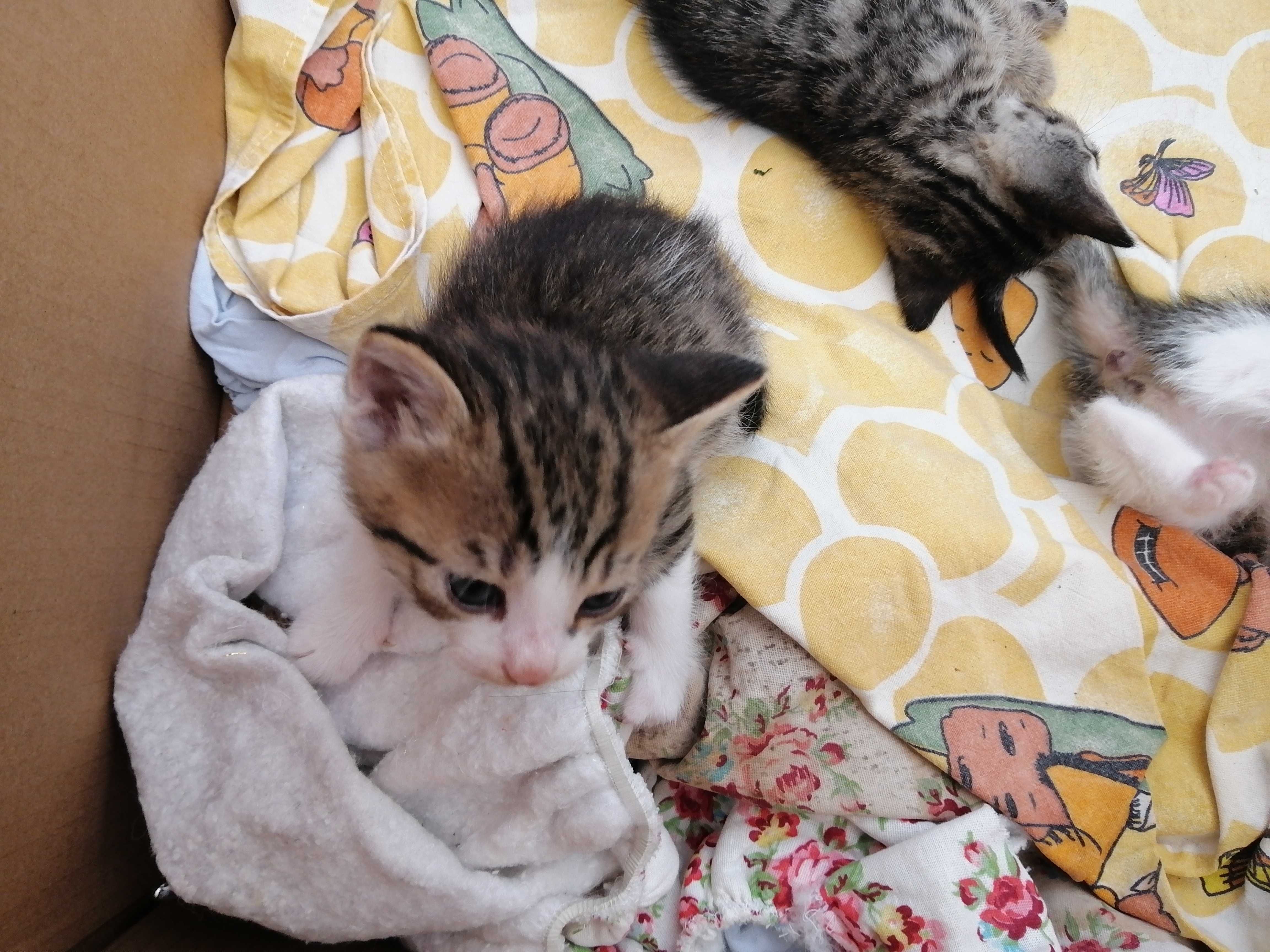 Малки котенца търсят дом