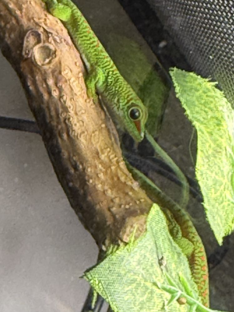 Soparla Phesulma Grandis Giant Day Gecko