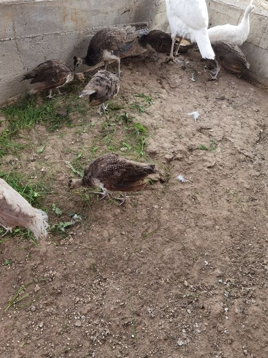 Pui de păun vârstă 2 luni 150 lei