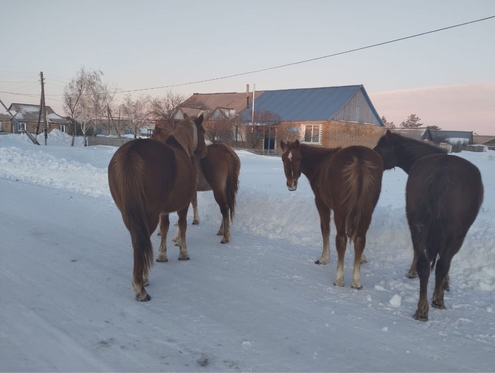 Продается лошади