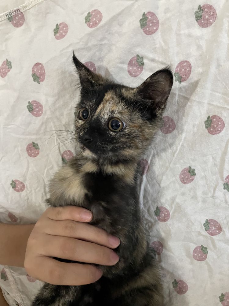 Котенок в добрые руки