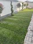 Serviciu de montaj gazon natural si rulou