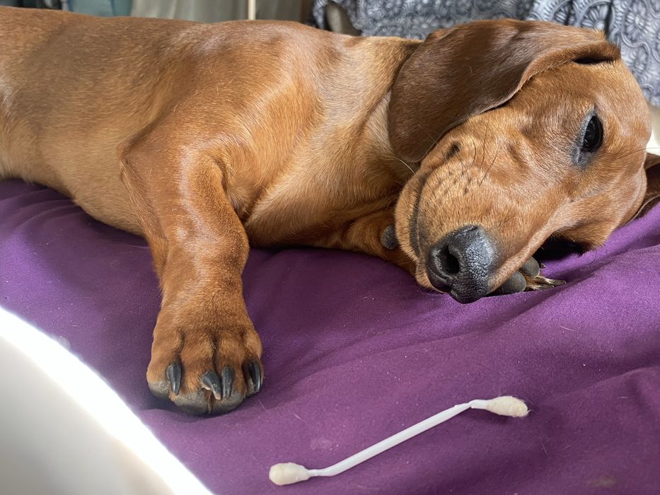 Щенок таксы даром