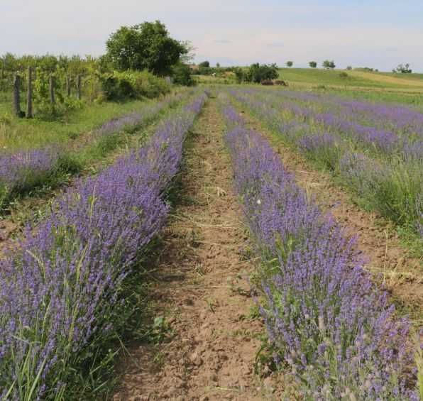 Vand TEREN INTRAVILAN 5169 mp in BALS  iesire la DE 574