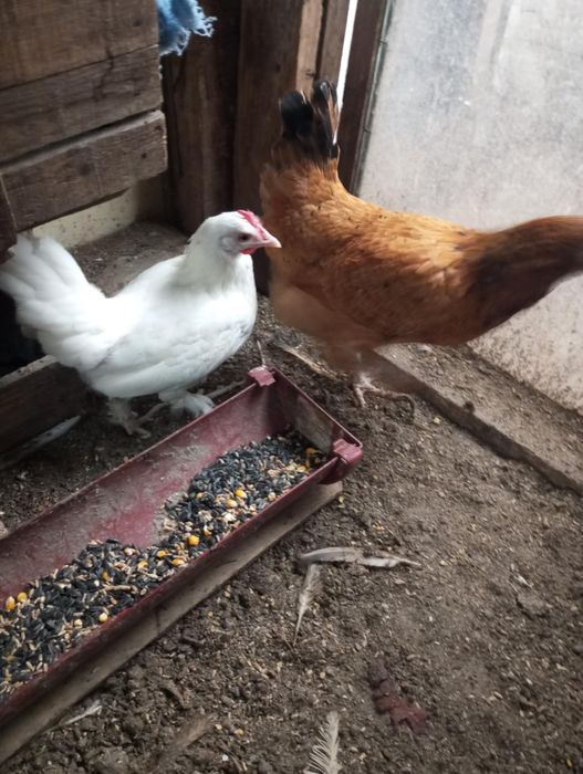 Декоративни кокошки