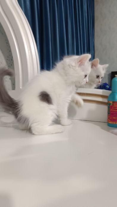 Продаётся котёнок скотиш страйт хайленд