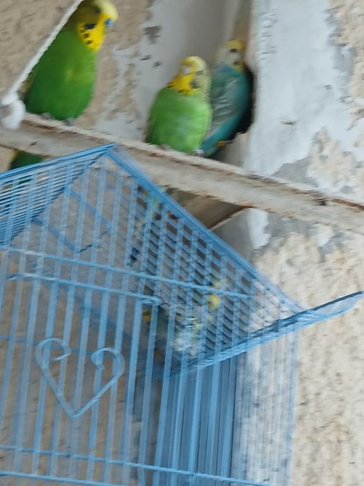 Vând Papagali Peruș