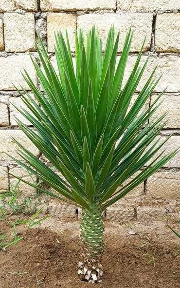 Manzarali gul daraxtlar gujum yuxa