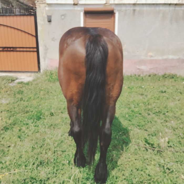 iapă de 3 ani de vânzare