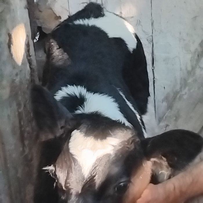 Vând un tăuraș belgian