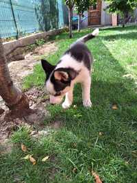 Vând husky siberian