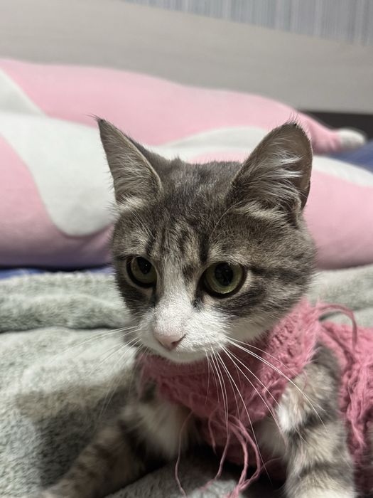 Кошечка МЫШЕЛОВКА стерелизованная