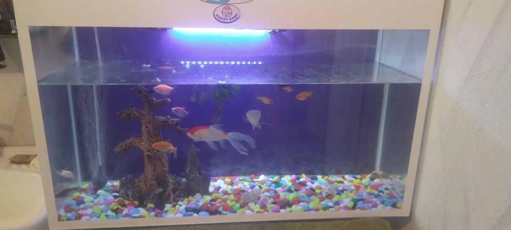 Аквариум 60л.с рыбами новыи