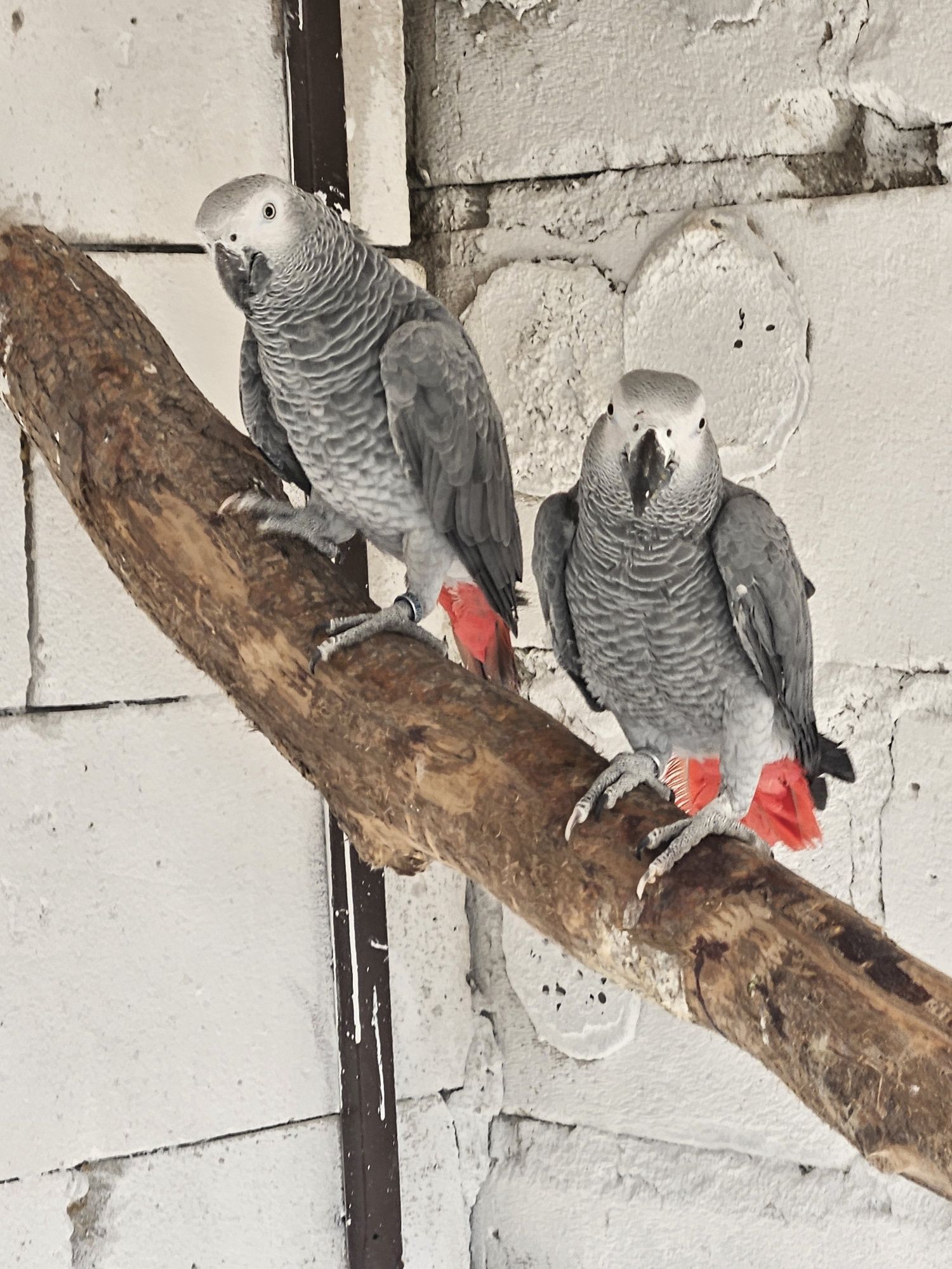 Papagal jako african grey