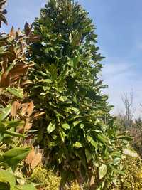 Grandiflora Cycas Palmeri