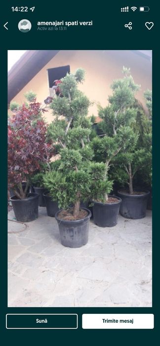 Plante ornamentale pentru o grădină de vis