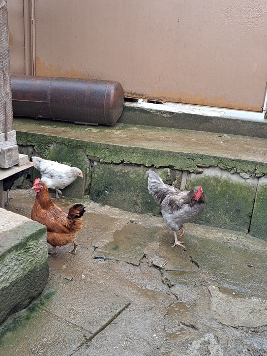 Vand cocosi Australorp