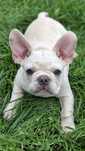 Bulldog francez mascul