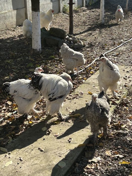 Vand gaini si cocosi