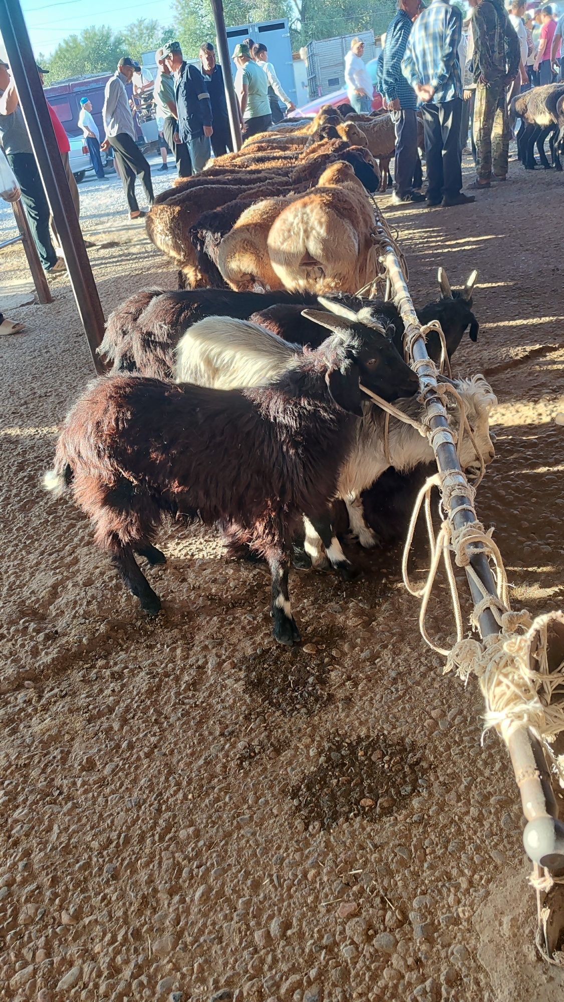 Лактар 3 айлықтар