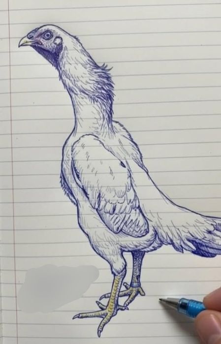 Sotiladi dakan tovuq 1.5 yosh