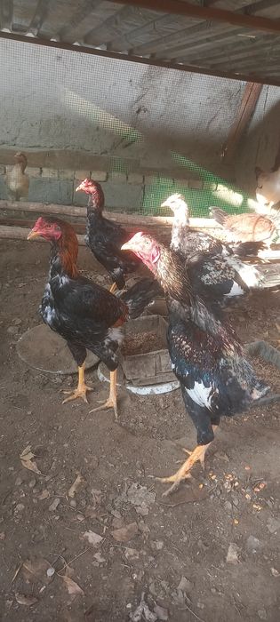 Xurozla sotiladi shu yilgi juja