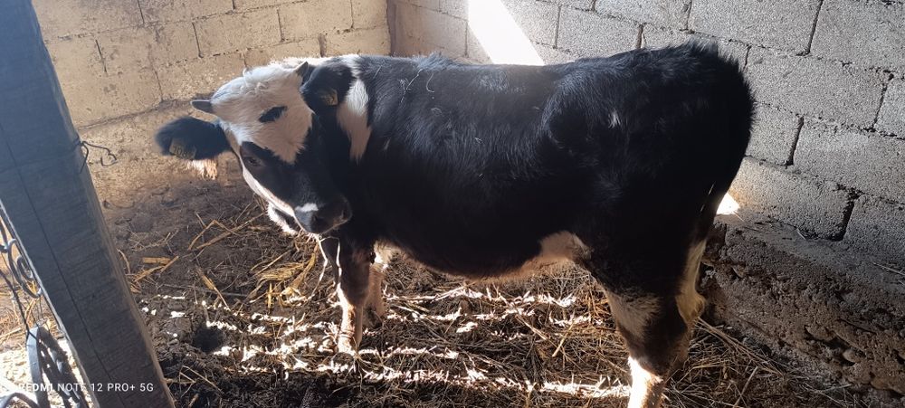 Vitea Bălțată românească