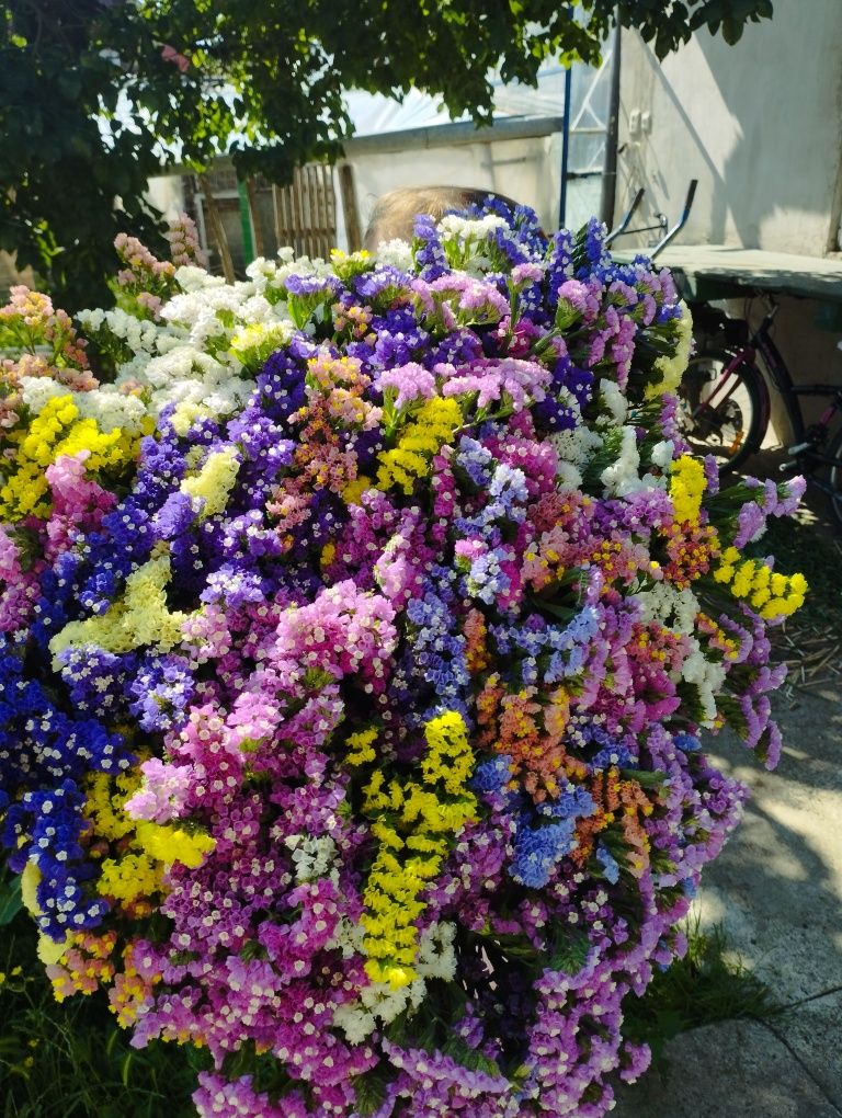 Limonium  flori de pai 2023!