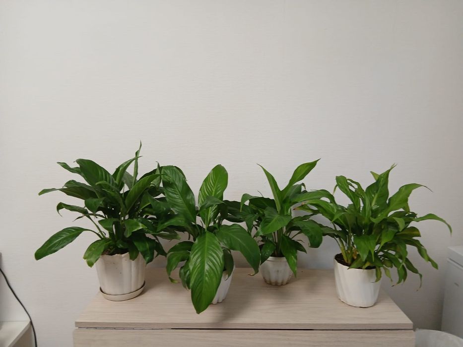 Цветы комнатные (доллар, жиаое дерево, каланхоэ, Мандарин, алоэ)