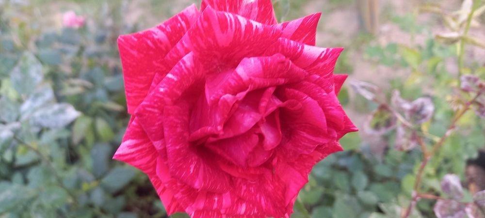 Optim gul kõchatlari