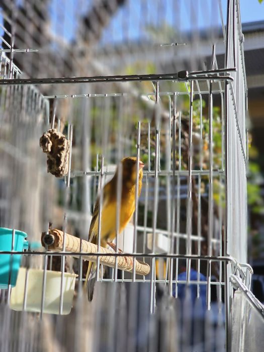 Канарейка срочно продаётся