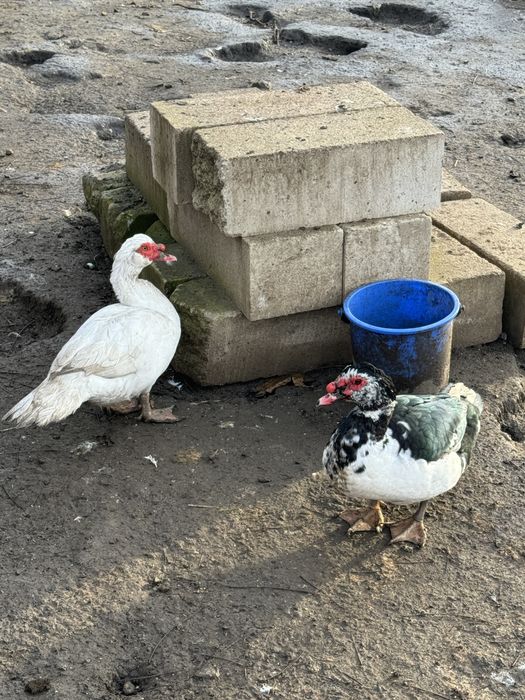 Rate mute de vanzare