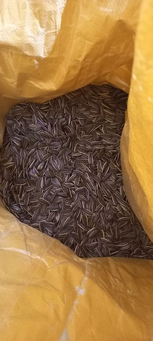 Хитой пистаси/ семечка