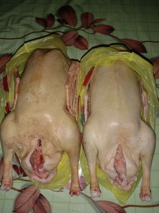 Гуси Гуси Гуси Домашние