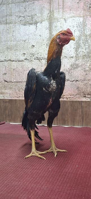 Жўжа хўроз сотилади нархи 250$