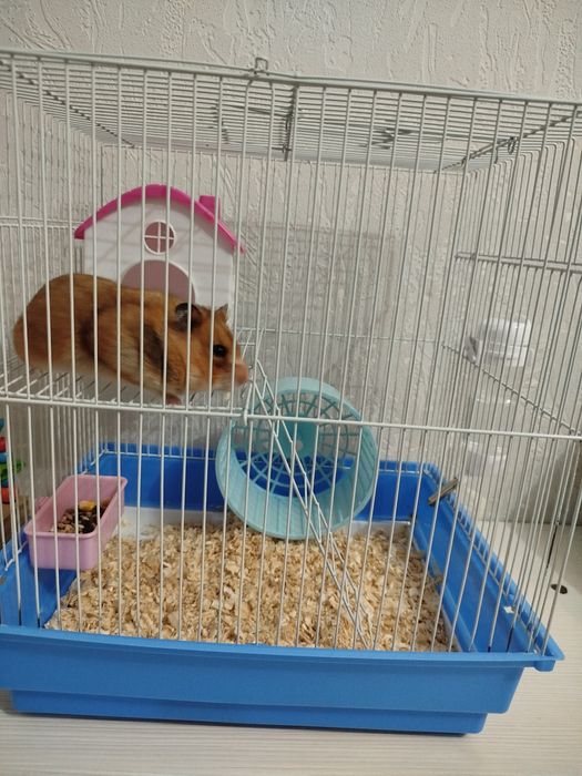 Продам сирийского хомячка девочку