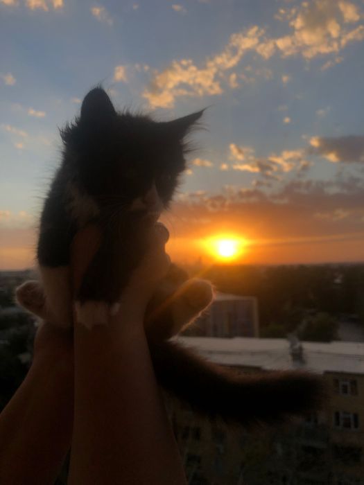 породистые котята