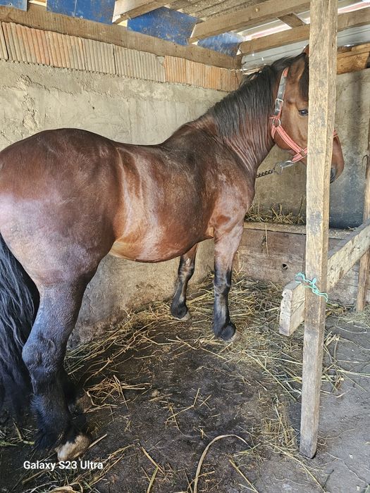 Cal de vanzare are 5 ani