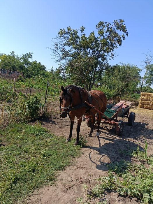 Iapă de vânzare cuminte