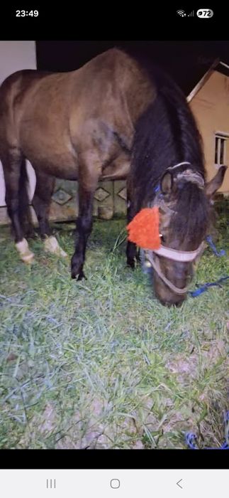 iapă de 9 ani județul Sibiu comuna alțna