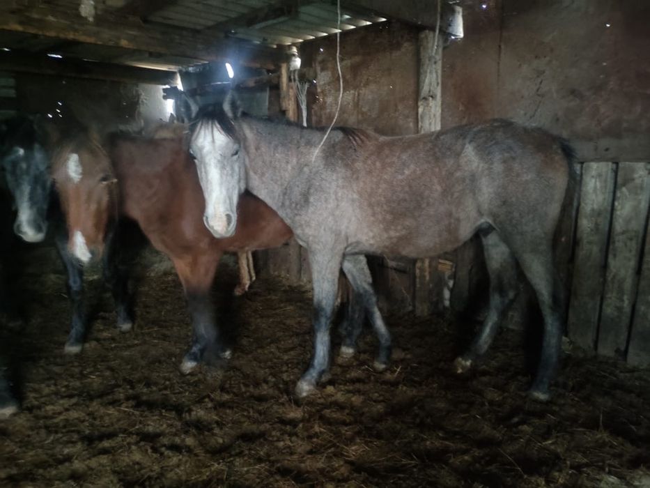 Тай кобылки 1,5 годовалые