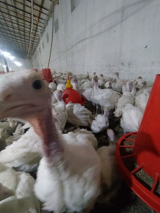 Big 6 kurka joʻjalariga zakaz olamiz