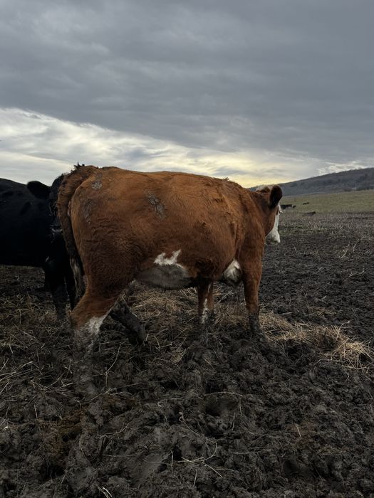 Juninci cu gestația de 8 luni