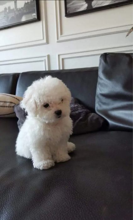 Caniche alb 9 saptamani