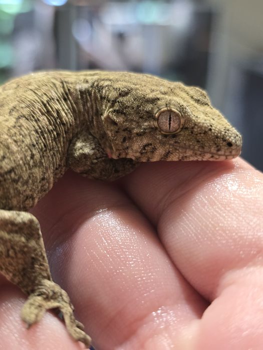 Rhacodactylus leachianus mount koghis