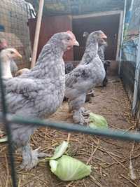 Цыплята  Брама  2,5 месяца