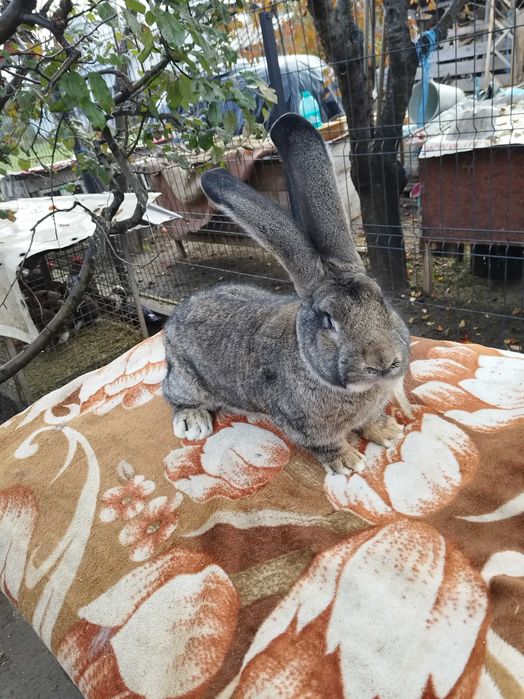 Urias German masculi si femele