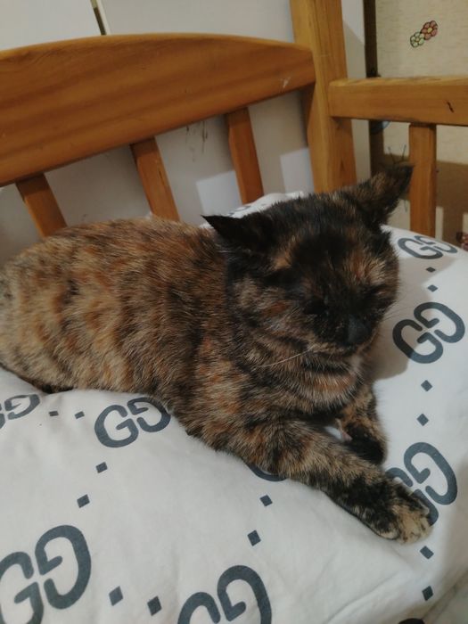 Zottor mushuk skottish fold